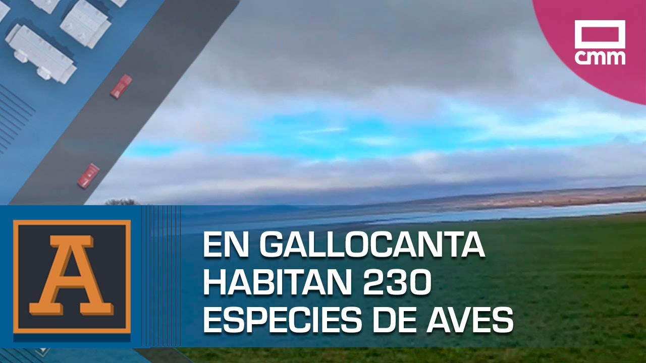 En Gallocanta habitan 230 especies de aves | Ancha es Castilla-La Mancha