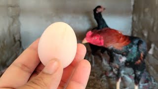 You Should Check Daily Whether The Hen Is Sitting On The Eggs Properly Or Not