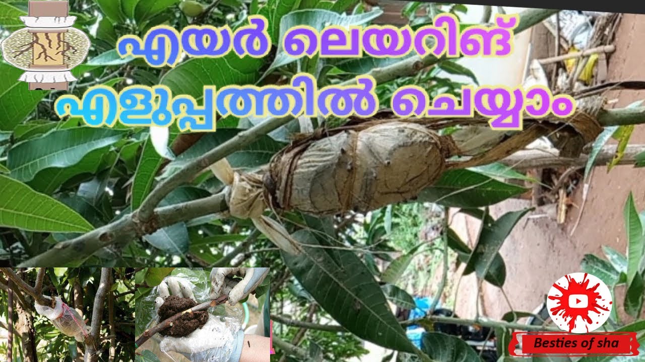 Air Layering Mango Tree/ എയർ ലെയറിങ് വളരെ എളുപ്പത്തിൽ ചെയ്യാം /Besties