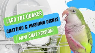 WORKING QUAKER PARROT | Lago the quaker parrot supervising the dishes by Lago The Quaker 1,491 views 1 year ago 4 minutes, 16 seconds