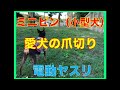 ミニピン（小型犬）愛犬の爪切り　電動ヤスリ