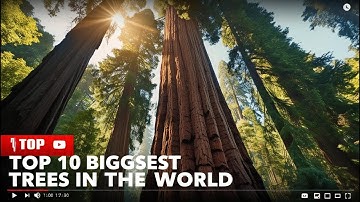 Top 10 Biggest Trees in the World