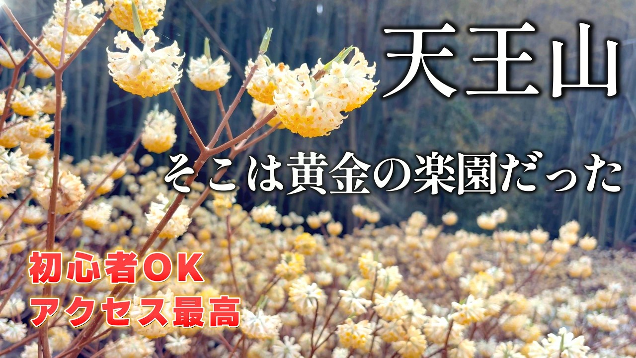 Tennozan] Now in full bloom! The golden Mitsumata clusters are