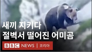 절벽 위에서의 사투, 새끼를 지키려는 어미 곰  BBC News 코리아