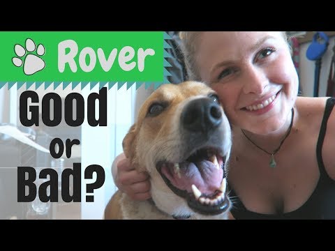 rover-review-|-my-experience-using-rover-as-a-client