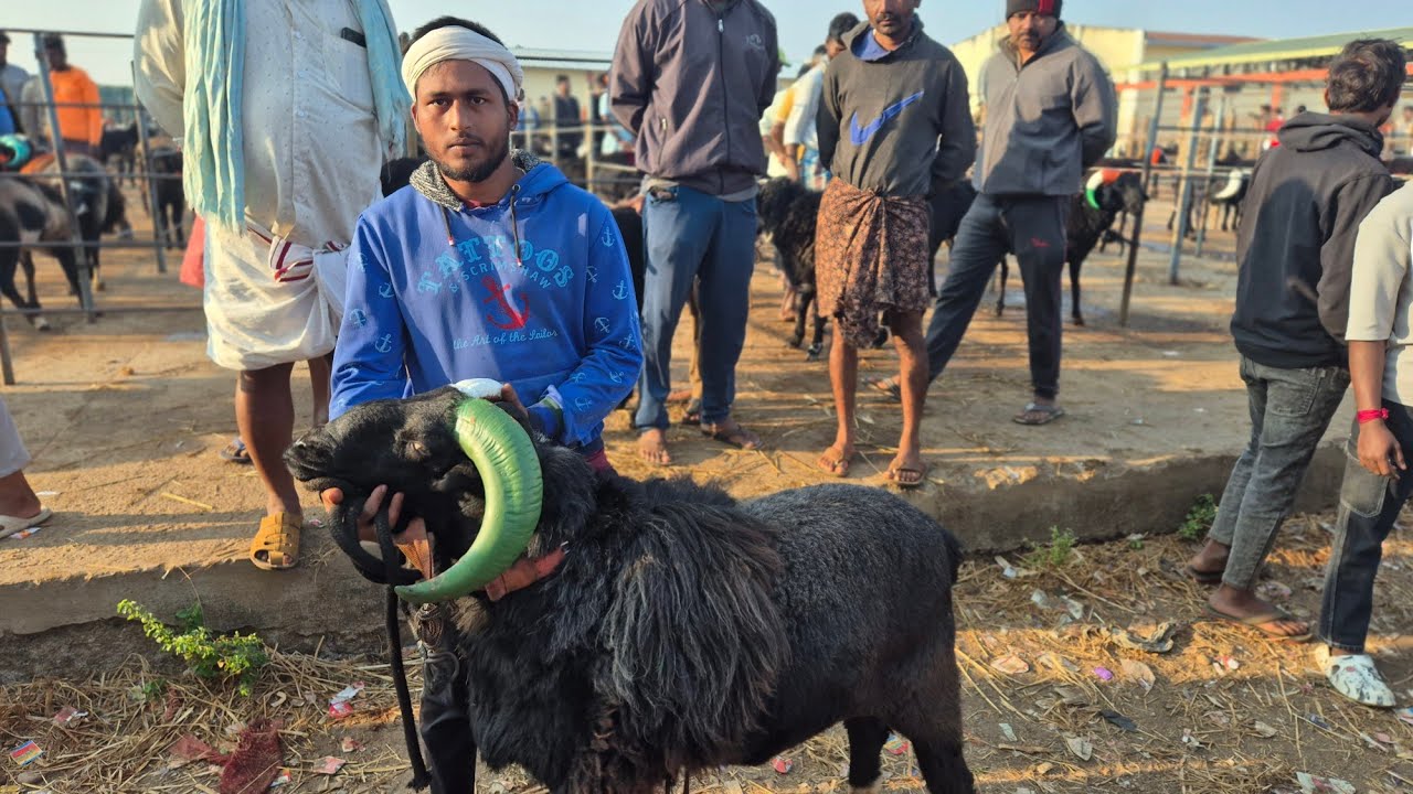 Ranebennur sheep and goats market update Every Sunday morning bazar Karnataka