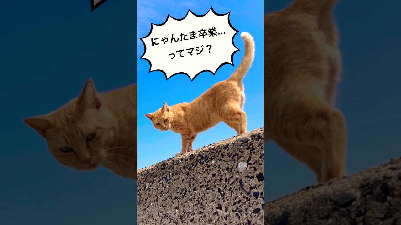 にゃんたま様 カリスマにゃんたまモデル、卒業します。 #猫島 #姫島 #ねこ