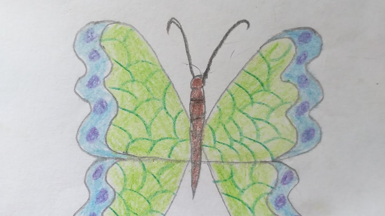 How to draw a butterfly Titly kese bnaen let's draw butterflies