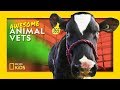 Veterinary Procedures and Probiotic Therapy