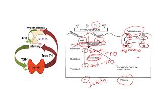 Video 1 - Sinh lý tuyến giáp