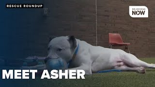 Resilient pup Asher awaits his forever home at Genesee County shelter