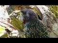 Starlings settled in the hollow of an apple tree