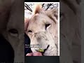 Why Lion's Tongue is So Dangerous! | Big Cat Tongue Explained