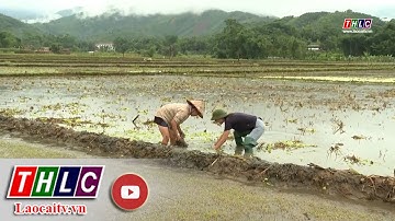 Buổi sáng của nông dân ở xã Nghĩa Đô | THLC