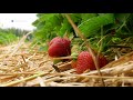 Сочная и вкусная: в Самарской области собирают урожай земляники
