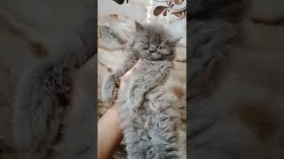 Persian Kitten going to pinddi #shorts #pets #catlover by persian cat Gujranwala 62 views 3 weeks ago 1 minute, 24 seconds