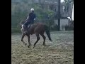 Marshal adaband  riding lusitano and pinto horse