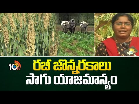 రబీ జొన్నరకాలు - సాగు యాజమాన్యం | Cultivation Management | Matti Manishi | 10TV - 10TVNEWSTELUGU