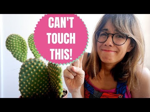 فيديو: ما هي Glochids - معلومات عن Cactus Glochids وكيفية إزالتها