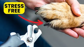 Dog Nail Trimming: 3 Pro Tips To Make It Less Stressful