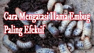 Cara Mengatasi Hama Embug Paling Efektif