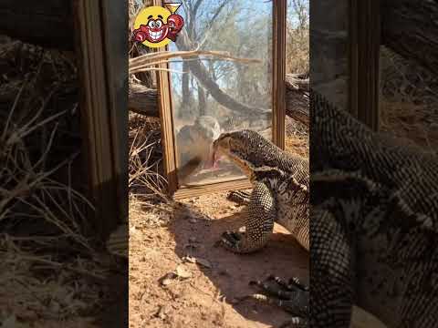 يلمس الزجاج بلسانه ثم ينفجر هاجماا على انعكاسه