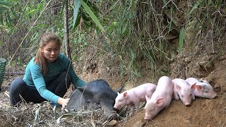 Find Mother Pig Gives Birth In Forest - Build A Pig Farm by Dao Farm Life 3,767 views 2 months ago 17 minutes