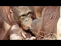 親離れ子離れできない養母ジュリーさん56歳とチェリア7歳・オランウータン