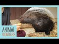 Kizmit the porcupines journey  compilation