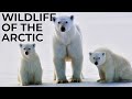 World of the wild  episode 4  the arctic  free documentary nature