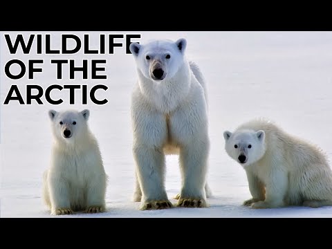 World Of The Wild | Episode 4: The Arctic | Free Documentary Nature