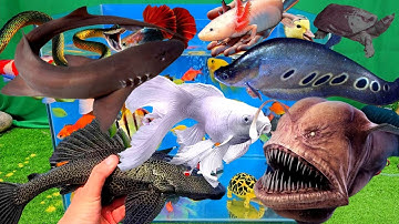 Bắt được cá cảnh đẹp trong ao nhỏ, cá koi, cá vàng, cá chép, cá nemo, cá sấu