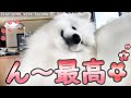 なでなでされてウットリするサモエドさくら