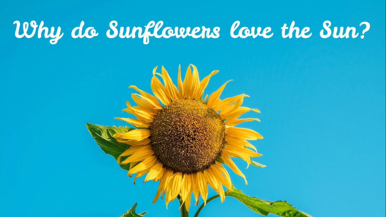 Why do Sunflowers love the Sun? Children's Books Read Aloud YouTube