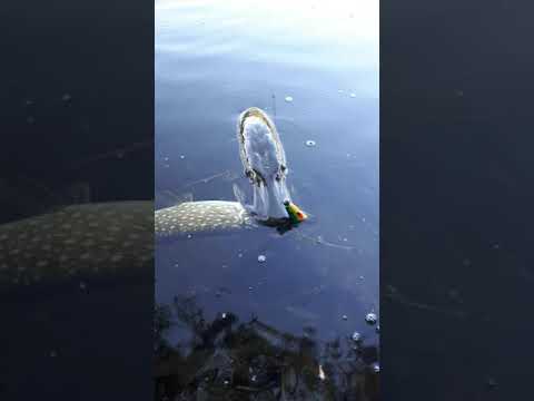 Video: Wie man Ködergarnelen ohne Wasser am Leben erhält