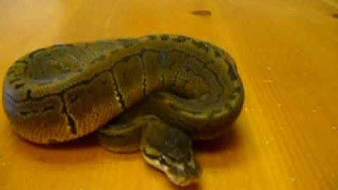 Granite Pinstripe Ball Python