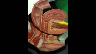 Rat Urinary System(2)