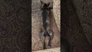 Why Do French Bulldogs Stretch When They Wake Up