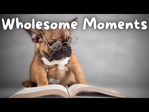 Video: Skaitytojo apklausa: 5 ne-taip protingi šunų veislės
