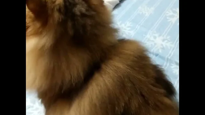 Video 5102861: chinchilla golden persian cat, cute chinchilla golden persian, cute persian cat japan