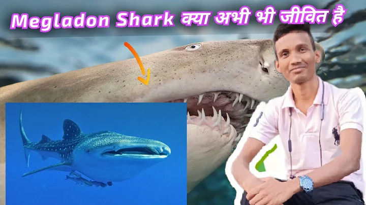 How Did The MEGALODON Got Extinct  Who Killed It #knowledge