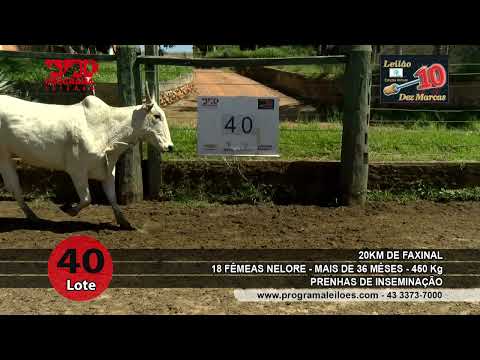 Lote 40