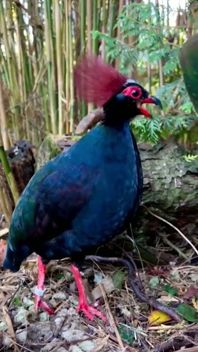 Suara burung puyuh sengayan - Crown Partridge