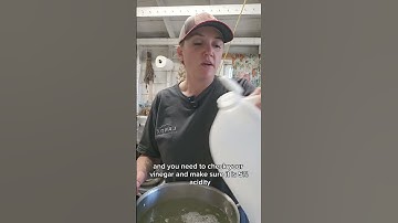 Part 1/3 of revealing all my pickling secrets for crunchy pickles! #canning #pickles