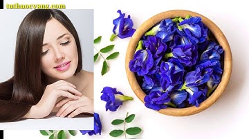 9 Tác Dụng Thần Kỳ Của Hoa Đậu Biếc.