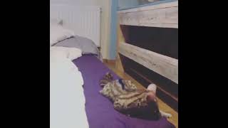 Fennekfox and Serval Plays!