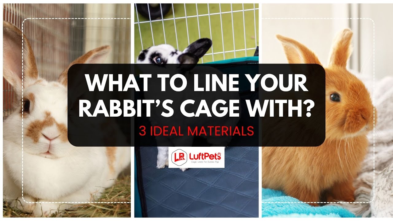 What To Line Your Rabbit's Cage With - YouTube
