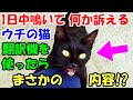 1日中鳴いて何かを訴える猫にイライラ! でも翻訳機を使ってみたらまさかの内容に涙【猫の不思議な話】【朗読】