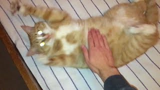 Download lagu All Star but it 39 s played on a thicc cat All Star but it 39 s played on a thicc cat