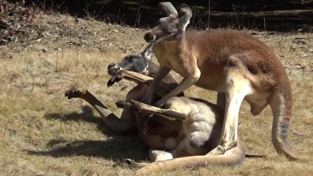 カンガルーさんが可愛い❤ Cute kangaroo #185 【Cute animal videos